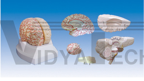 The model of brain shape and right semi sides of brain vas